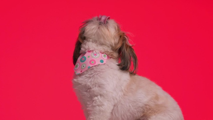 侧视图视频美丽贪婪的西施小狗粉红色的大手帕，舔鼻子和抬头，而坐着和走在红色的背景