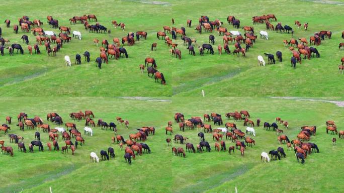呼伦贝尔草原上的马群