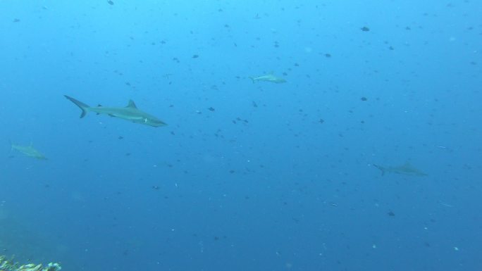 水肺潜水海底沉船水下鱼珊瑚鱼群