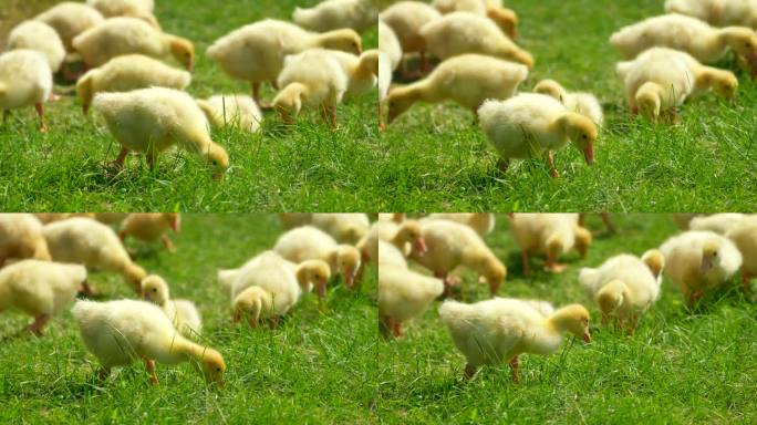 许多小黄鸭在农场里迅速地吃饲料。饲养家禽。鸟吃。家禽工厂的家禽饲养。吃草的动物。养鸭鸟