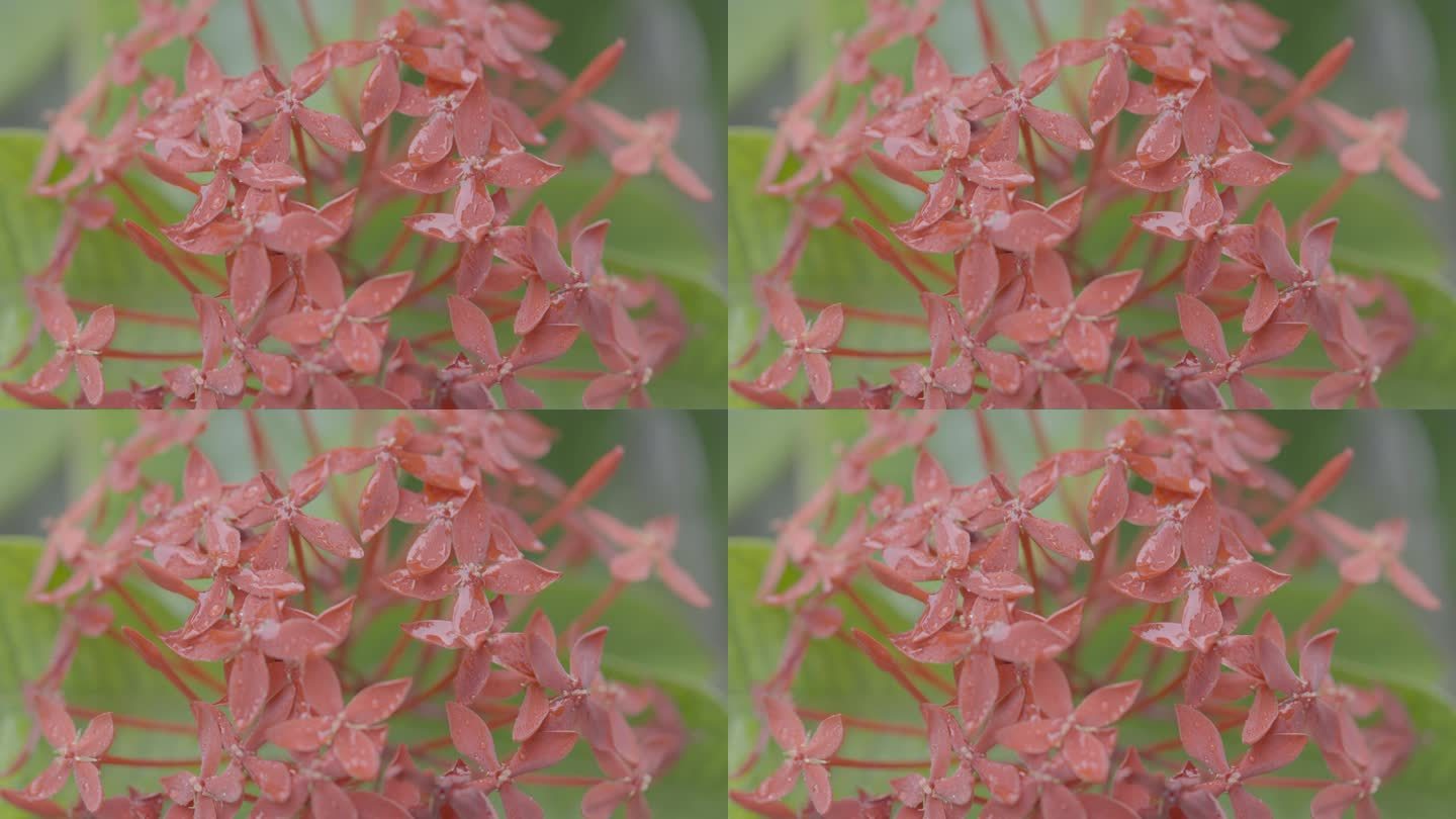 HDR视频丛林天竺葵花在绿色背景4k