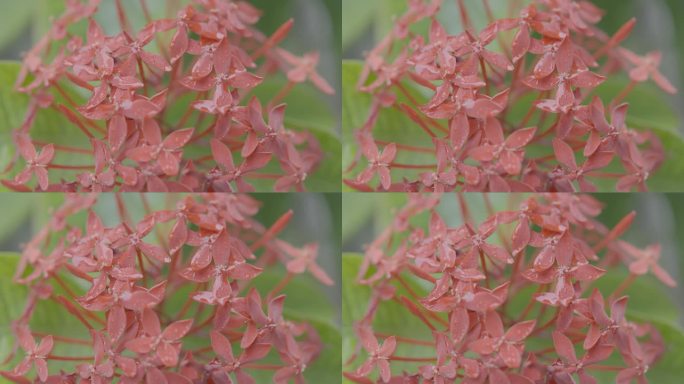 HDR视频丛林天竺葵花在绿色背景4k