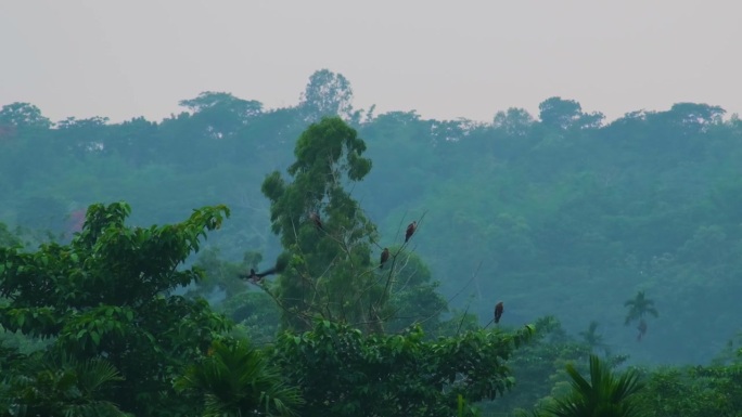 雾蒙蒙的夜晚，热带森林里的小鹰栖息在树枝上