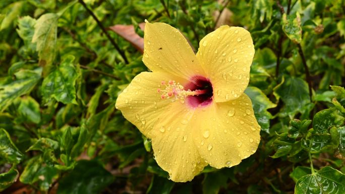 4K超清唯美雨后带水珠花卉 春天写实空镜