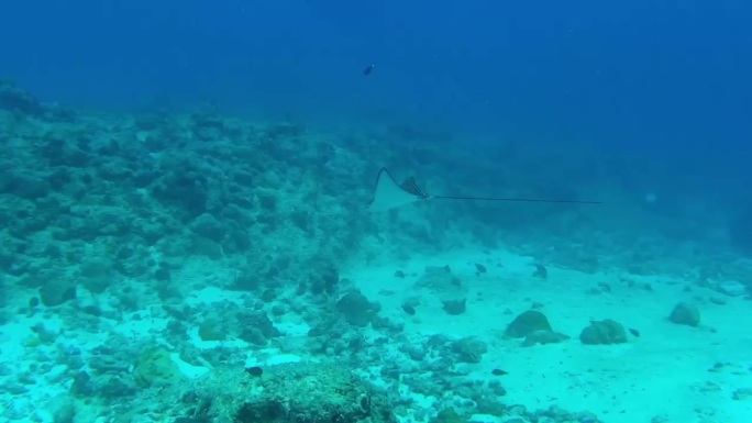 水肺潜水海底沉船水下鱼珊瑚鱼群