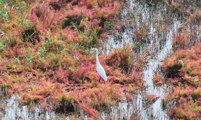 湿地水鸟航拍野生白鹭