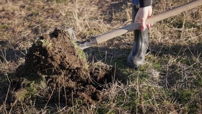穿橡胶靴的人用铲子在地里挖土种树。慢镜头