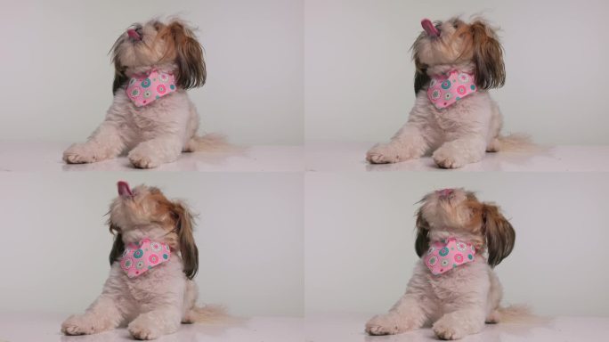 好奇可爱的西施狗躺着，戴着粉红色的大手帕，抬头舔鼻子，在灰色的背景上迅速站起来