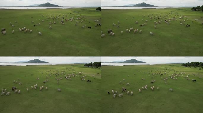 傍晚，牛群在美丽的湖边广阔的草地上吃草。位于泰国华武里省
