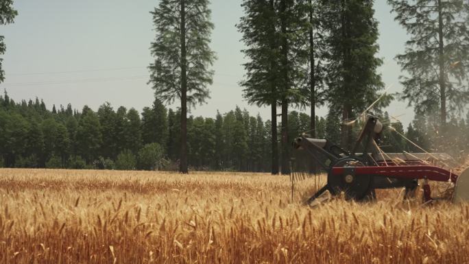 4K农业小麦机器收割合集