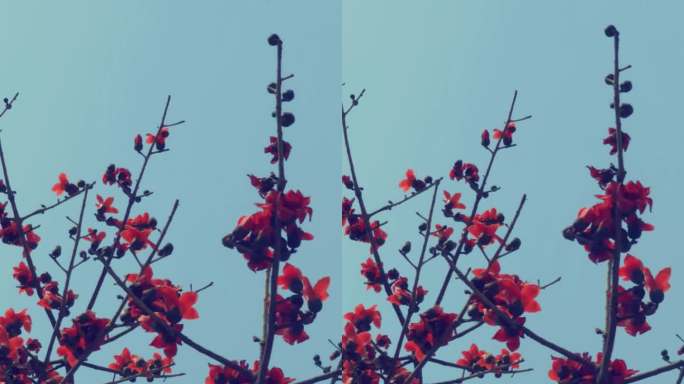 空镜素材：春天，风中摇曳的红木棉花