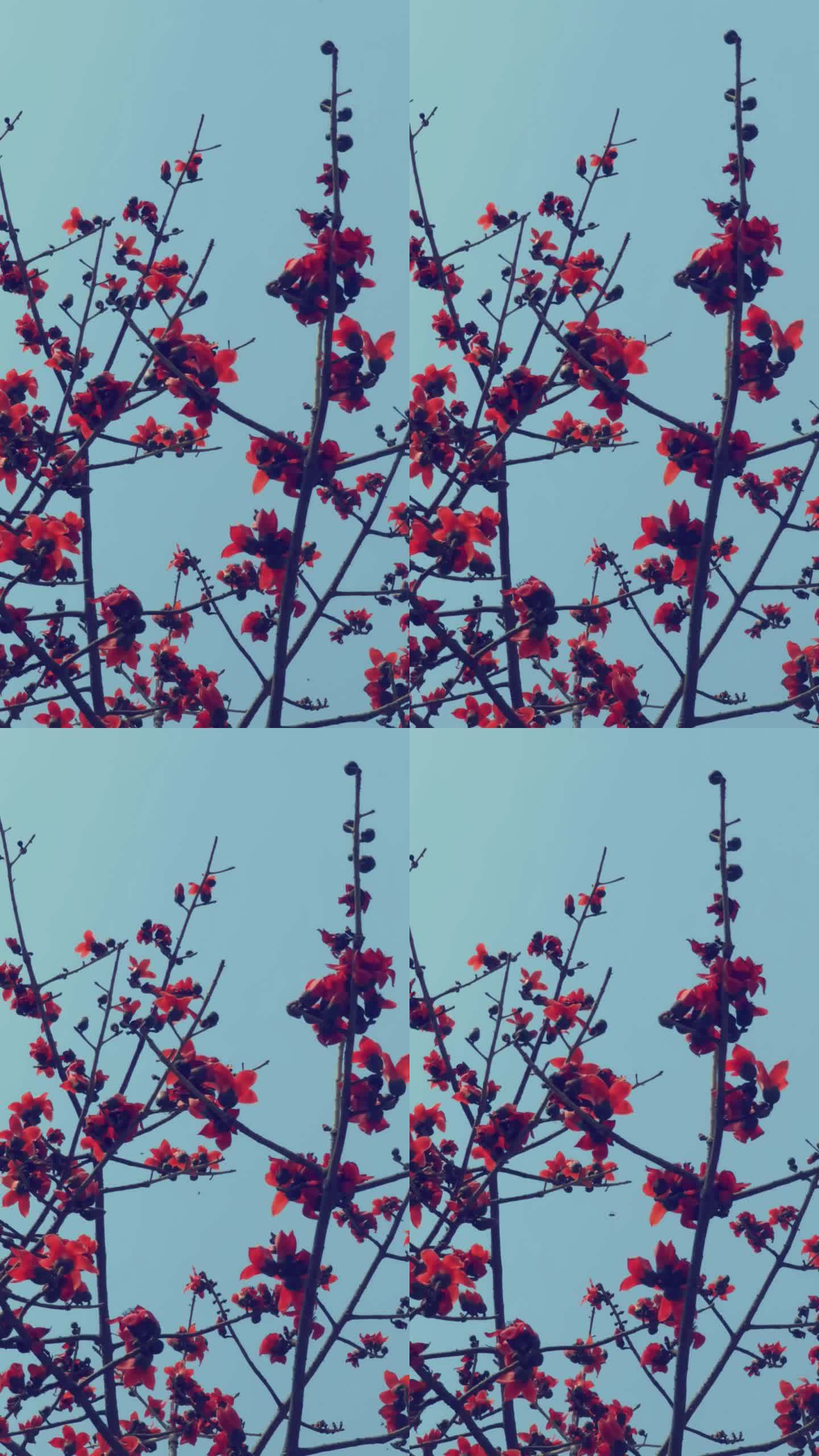 空镜素材：春天，风中摇曳的红木棉花