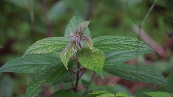 绣线菊(日本绣线菊，日本绣线菊)。它被当地人用作传统药物，从植物中提取的提取物被发现具有生物活性