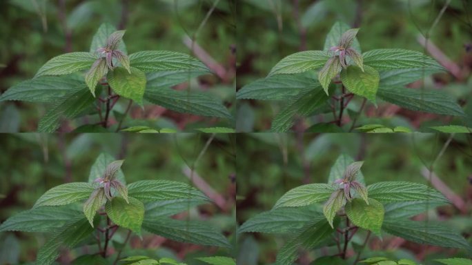 绣线菊(日本绣线菊，日本绣线菊)。它被当地人用作传统药物，从植物中提取的提取物被发现具有生物活性