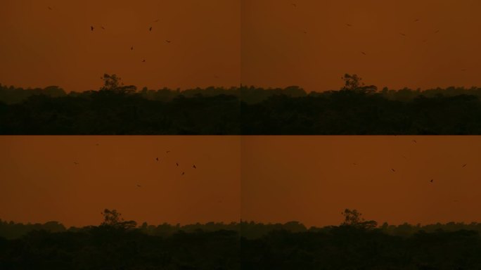 阴森的森林背景，一群鸟飞过暗橙色的天空，copyspace