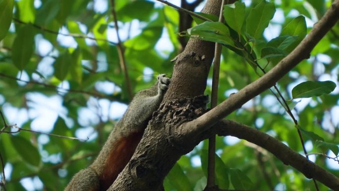 赤腹松鼠(Callosciurus Erythraeus)或红腹树松鼠在树枝上觅食-特写