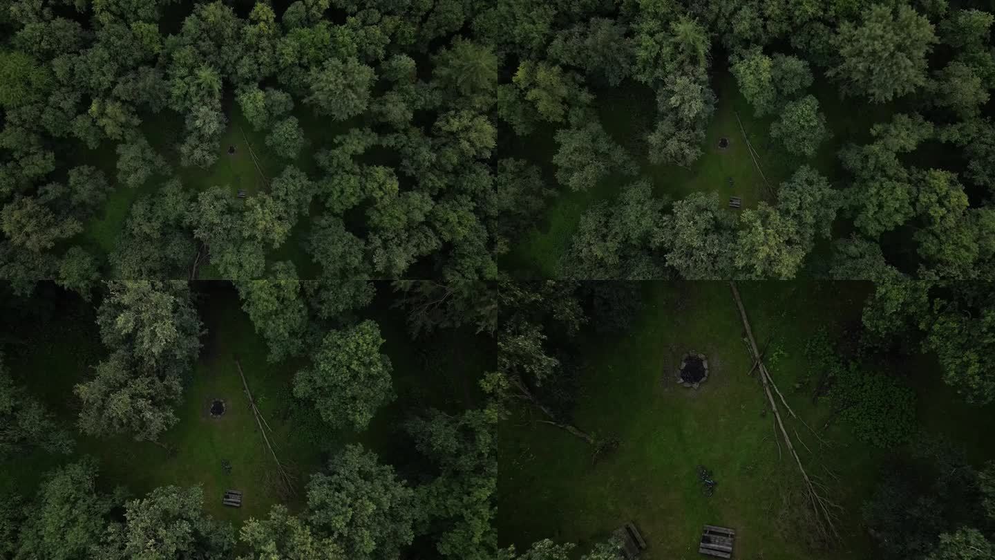 无人机记录树梢，无人机在树之间慢慢俯冲，一直到地面。