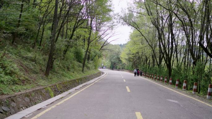 甘肃 麦积山 麦积山石窟 山路 林荫小道