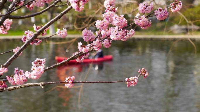 春暖花开，春天盛开的樱花和春游划船的游客