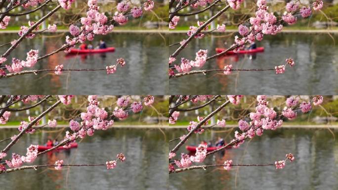 春暖花开，春天盛开的樱花和春游划船的游客