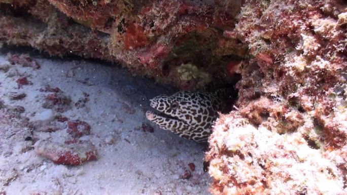 马尔代夫，海底的海鳗在珊瑚下捕食。