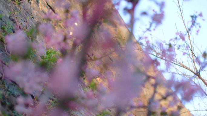 春天花朵樱花盛开植物风景视频素材400