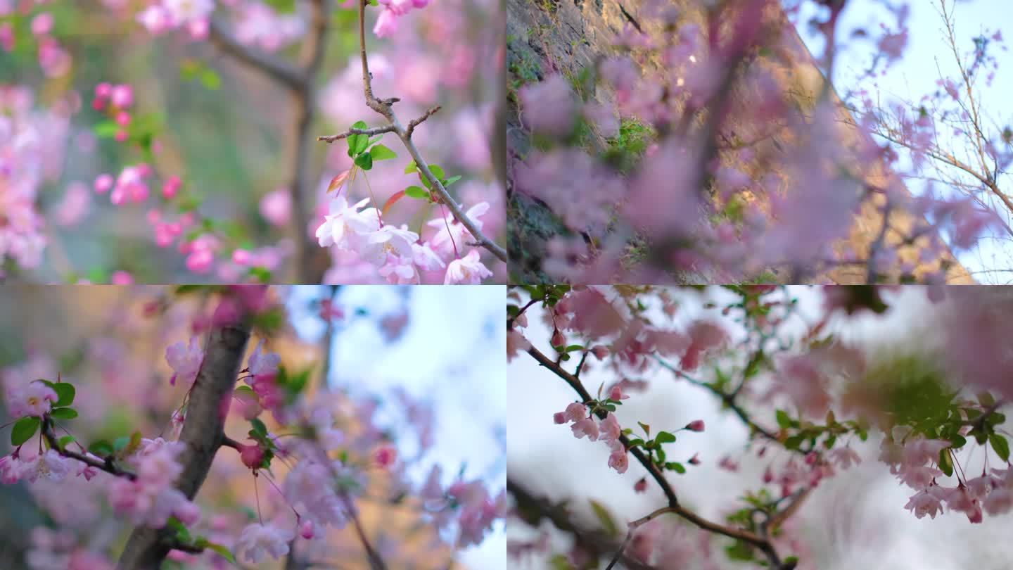 春天花朵樱花盛开植物风景视频素材400