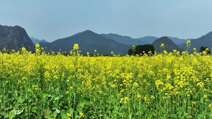 春天阳光下桂林田地里盛开的金黄色油菜花