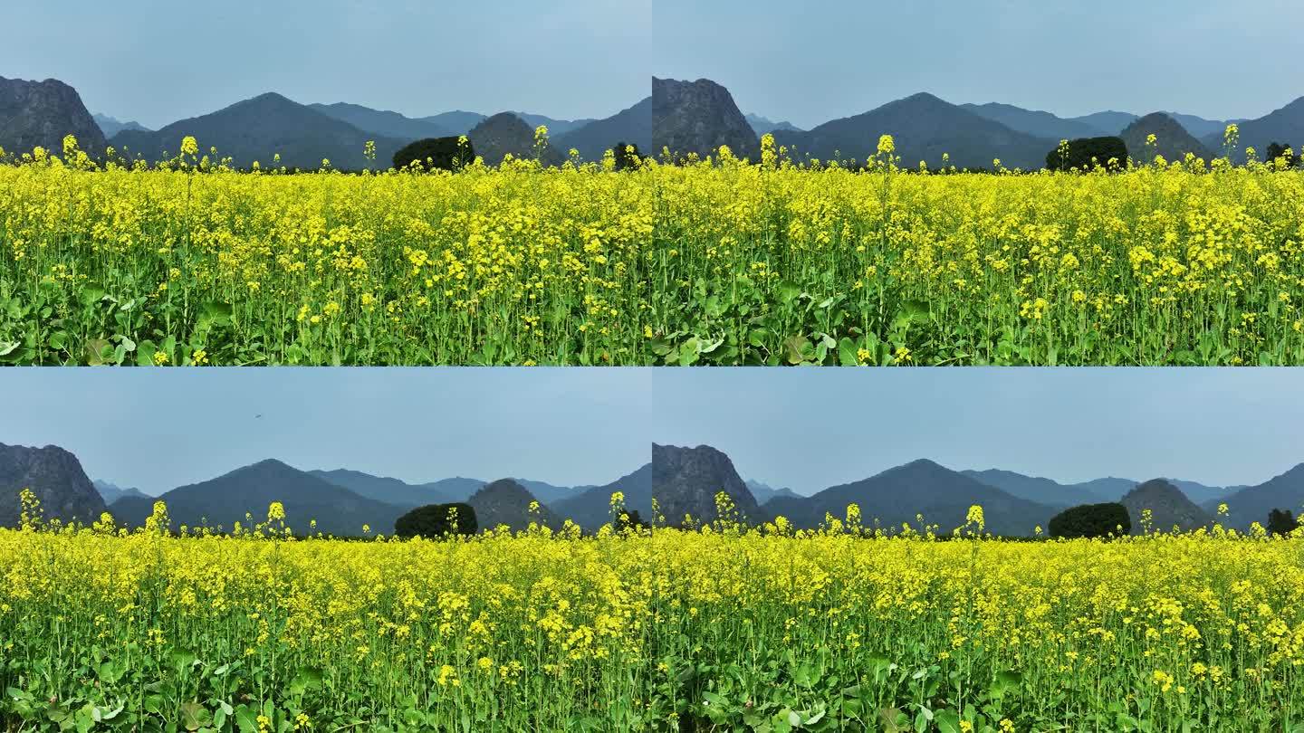 春天阳光下桂林田地里盛开的金黄色油菜花