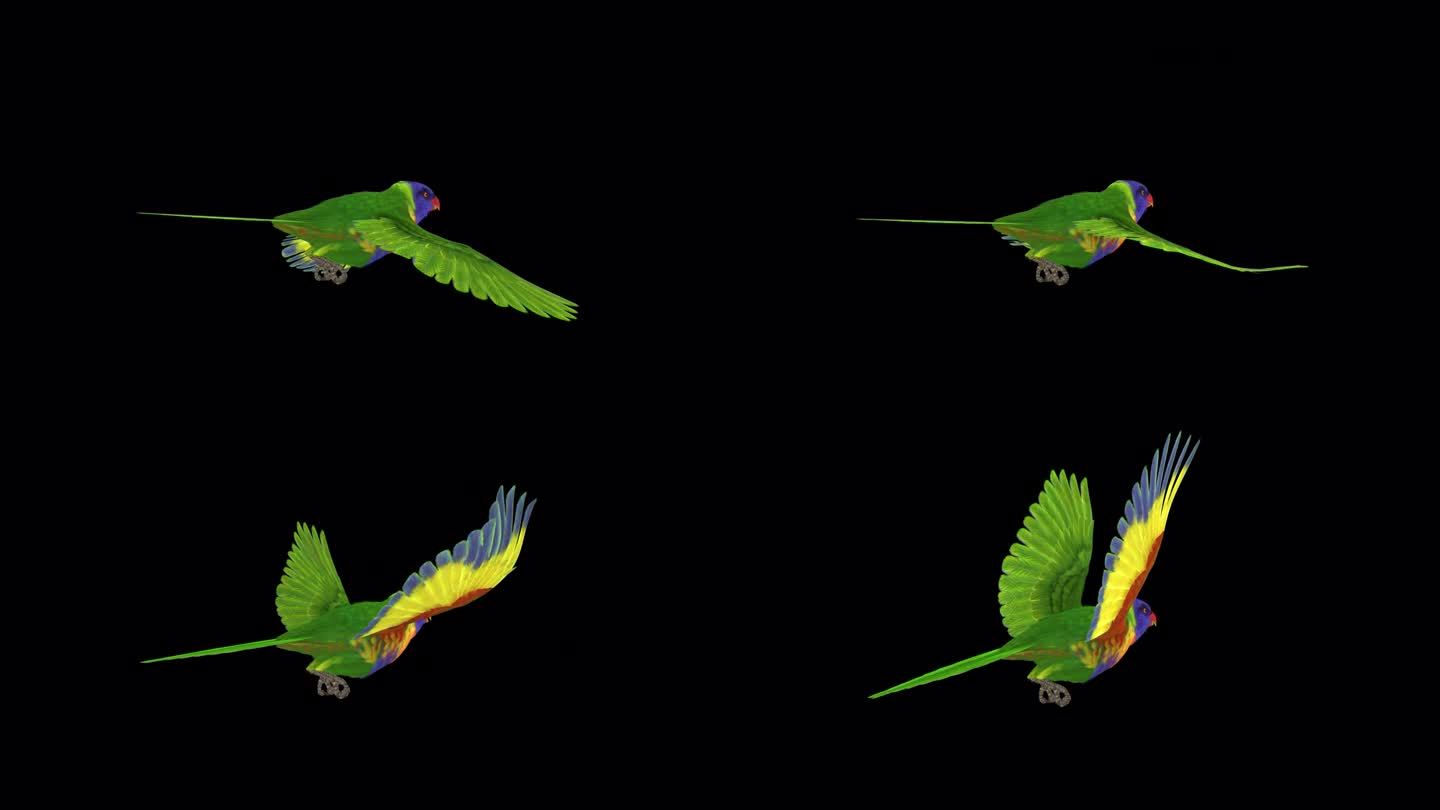 澳大利亚彩色鹦鹉鸟-彩虹吸蜜鹦鹉-后角视图CU -飞行环