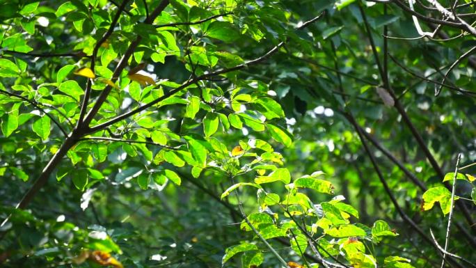 巴西橡胶树(Para橡胶树，sharinga树，seringueira，橡胶树，橡胶植物，Para)
