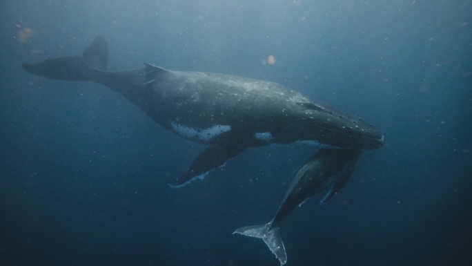 在南太平洋海底休息的一对座头鲸(妈妈和孩子)的水下景观;4K红色数字影院。