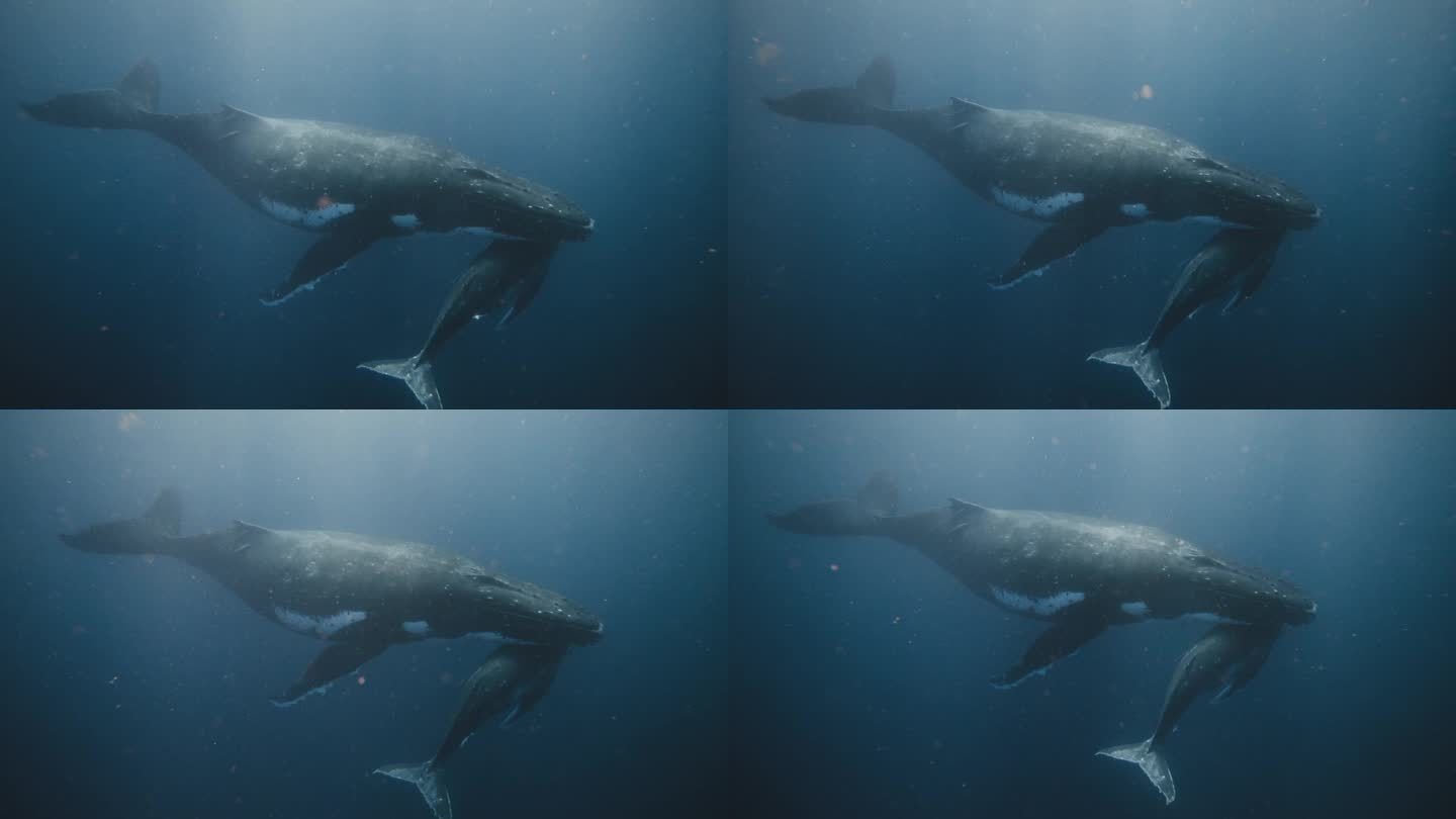 在南太平洋海底休息的一对座头鲸(妈妈和孩子)的水下景观;4K红色数字影院。