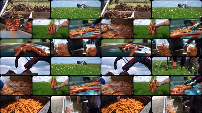 胡萝卜生产和胡萝卜采后处理-多屏幕视频