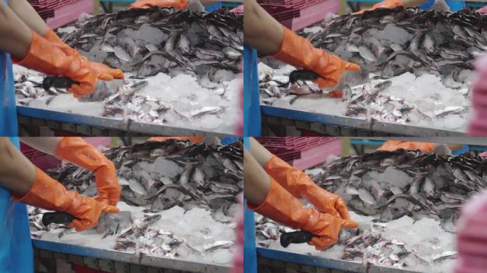 工人们正在工厂里准备鲜鱼。鱼罐头生产厂，食品加工厂