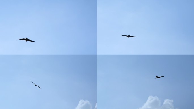 两只鹰在蓝天白云中自由飞翔