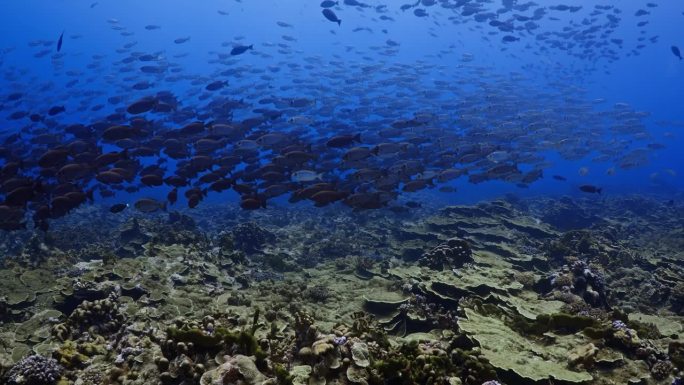 位于南太平洋中部法属波利尼西亚的法卡拉瓦礁环礁上，谷歌眼的浅滩上有灰色的鲨鱼在游动