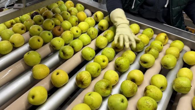 一名戴着橡胶手套的妇女在水果批发商的生产线上采摘变质腐烂的金苹果。选择腐烂的苹果和第二类用于果汁。
