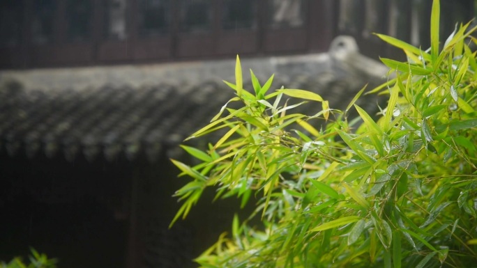 春雨润万物