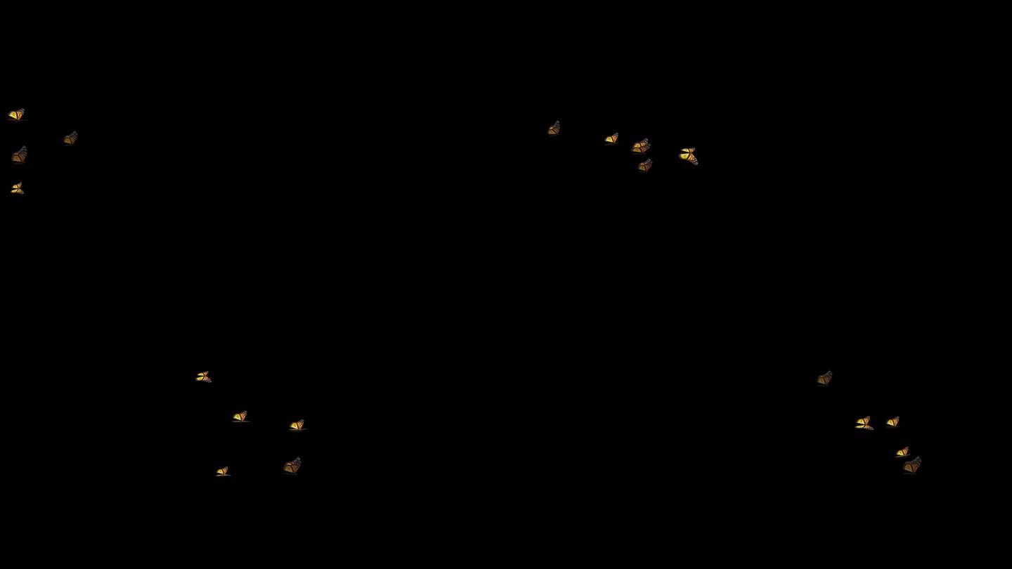 美国黑黄色帝王蝶-成群飞过屏幕- 5