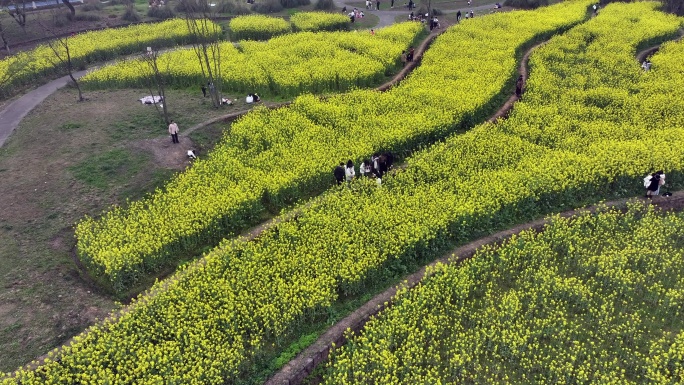 2024重庆广阳岛的春天油菜花