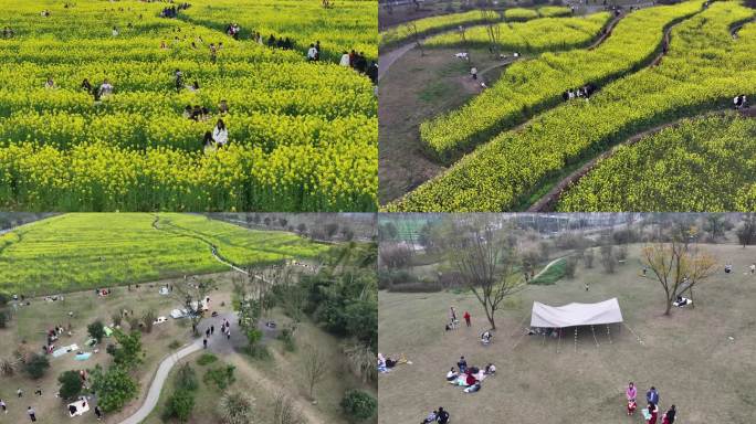 2024重庆广阳岛的春天油菜花