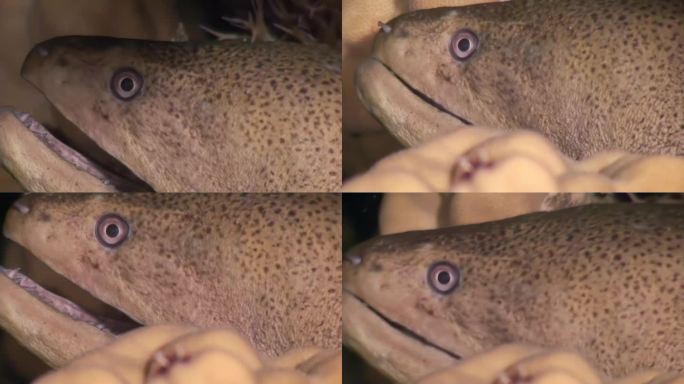 水下海鳗的特写唤起了恐惧和恐惧的感觉。