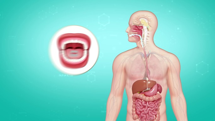人体消化吸收动画演示