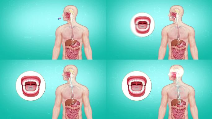 人体消化吸收动画演示