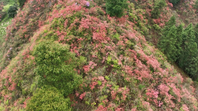 实拍4K歙县紫金山映山红