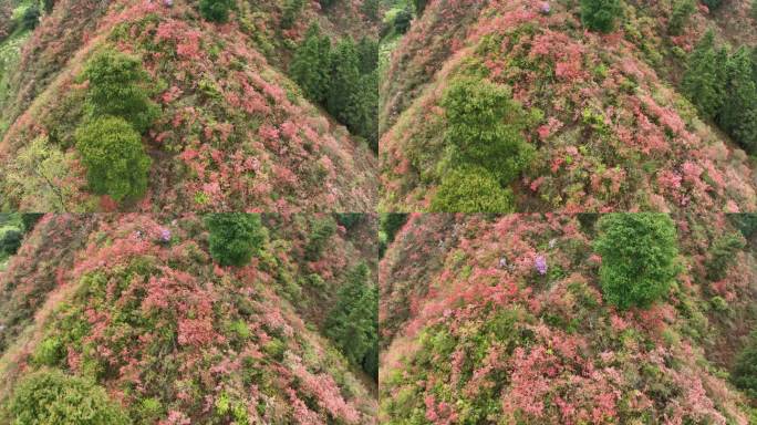 实拍4K歙县紫金山映山红