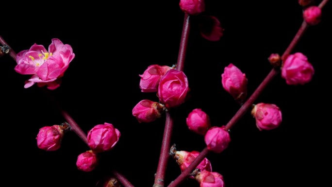 随着时间的推移，盛开的粉红色梅花孤立在黑色的背景，许多花盛开从蓓蕾到盛开，4k视频b卷拍摄。