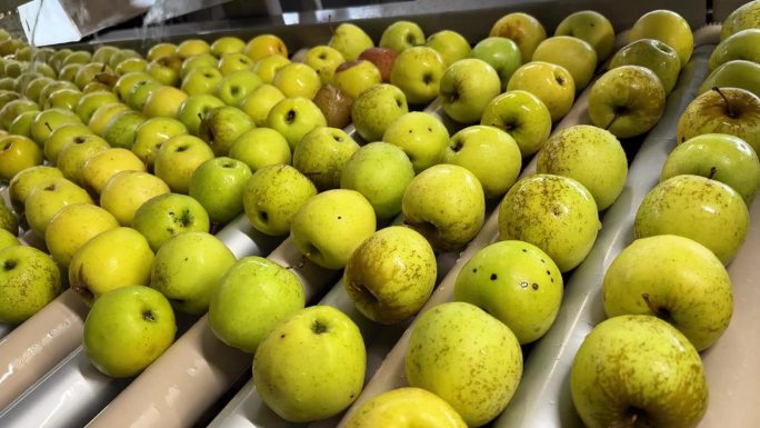 一名戴着橡胶手套的妇女在水果批发商的生产线上采摘变质腐烂的金苹果。选择腐烂的苹果和第二类用于果汁。