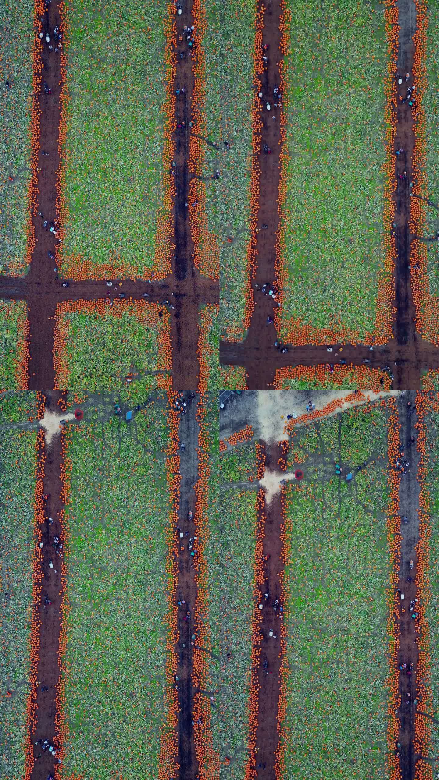 一个繁华的南瓜园鸟瞰图，垂直拍摄